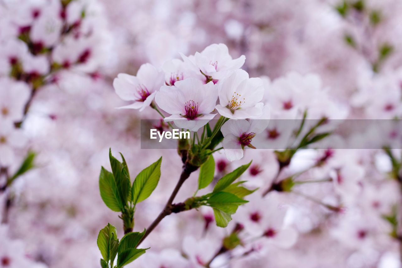 Close-up of pink cherry blossoms in spring