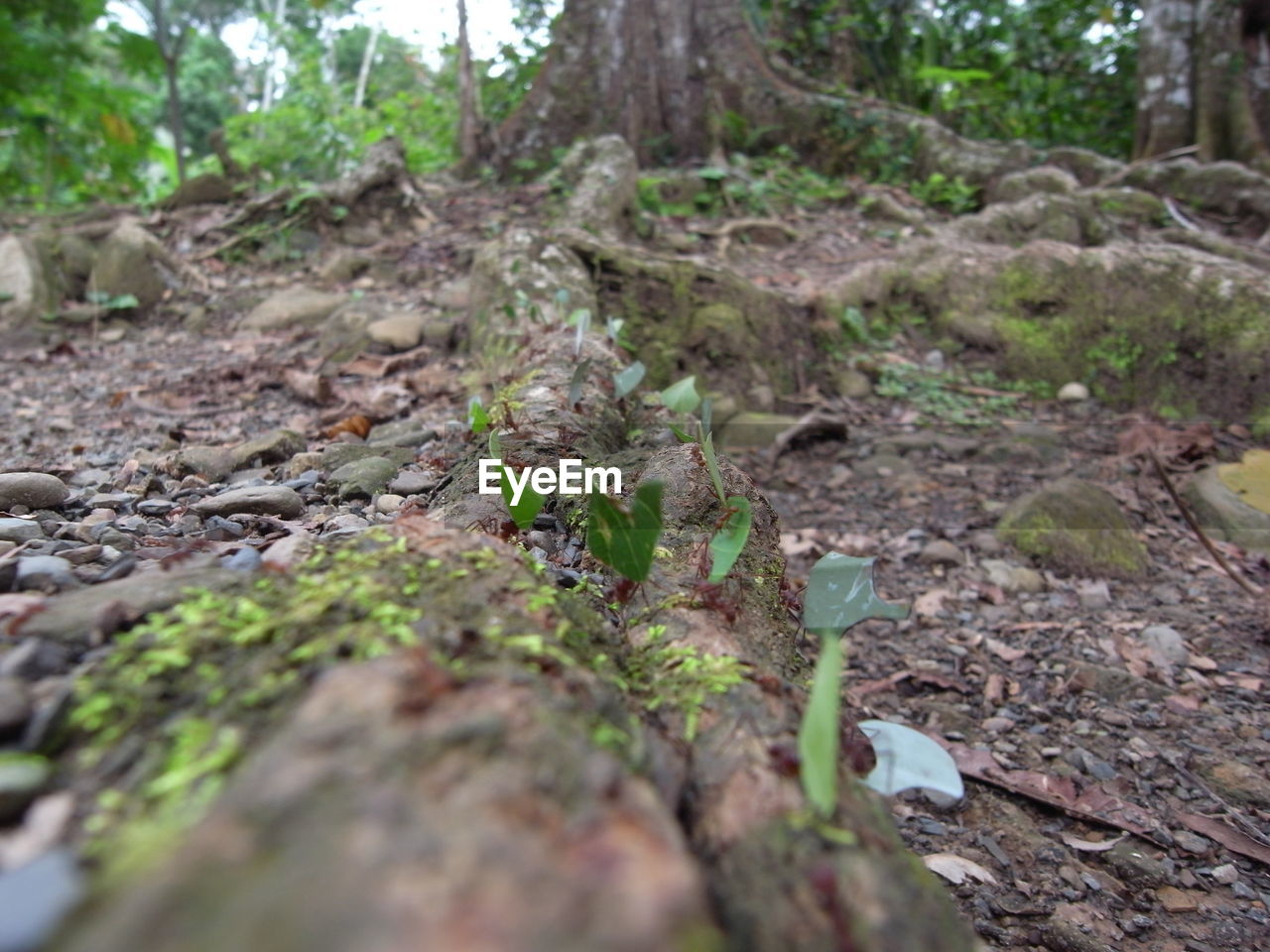 SURFACE LEVEL OF TREES GROWING ON FIELD IN FOREST