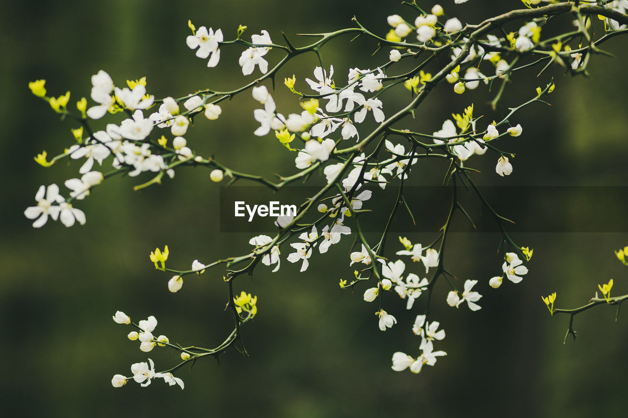 plant, branch, blossom, tree, nature, flower, beauty in nature, flowering plant, green, freshness, leaf, springtime, sunlight, no people, plant part, growth, fragility, outdoors, environment, produce, food and drink, focus on foreground, close-up, food, tranquility, land, summer, yellow, sky, landscape, day, backgrounds, twig, fruit, white