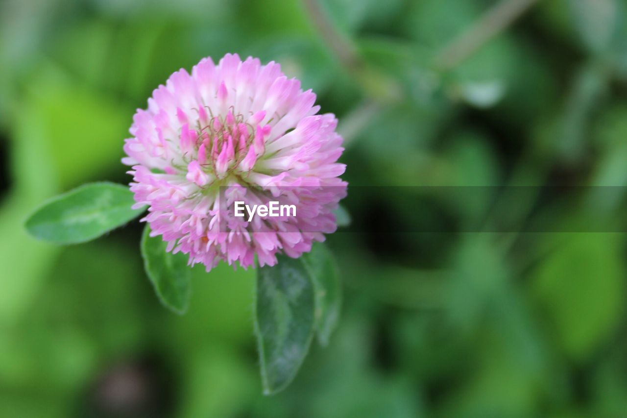 CLOSE-UP OF PINK FLOWER BLOOMING