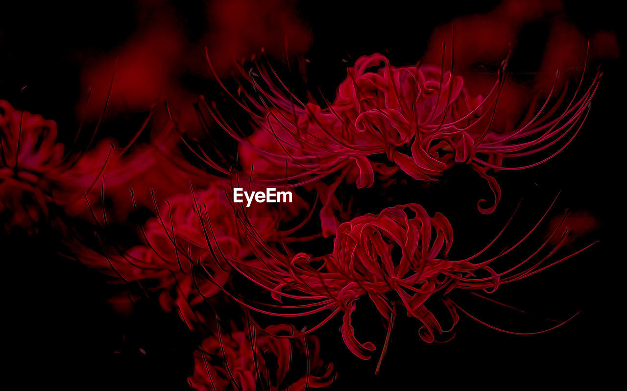 Close-up of red flowers at night