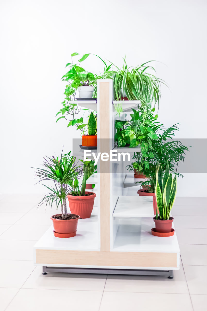 POTTED PLANTS ON TABLE AGAINST WALL