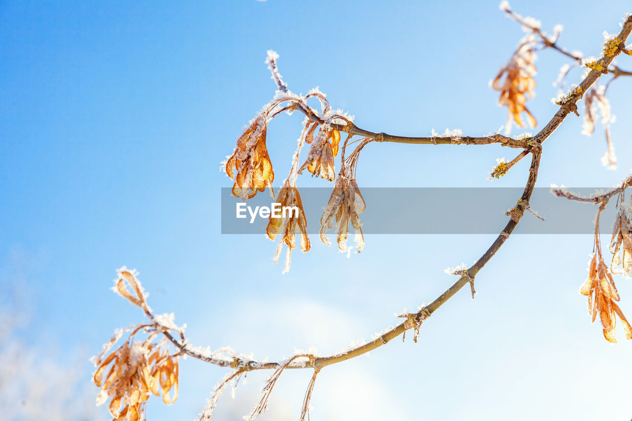 branch, tree, sky, nature, plant, twig, flower, blue, sunlight, spring, no people, leaf, beauty in nature, clear sky, low angle view, outdoors, sunny, autumn, blossom, tranquility, day, plant part, winter, food and drink, food, landscape, environment, dry