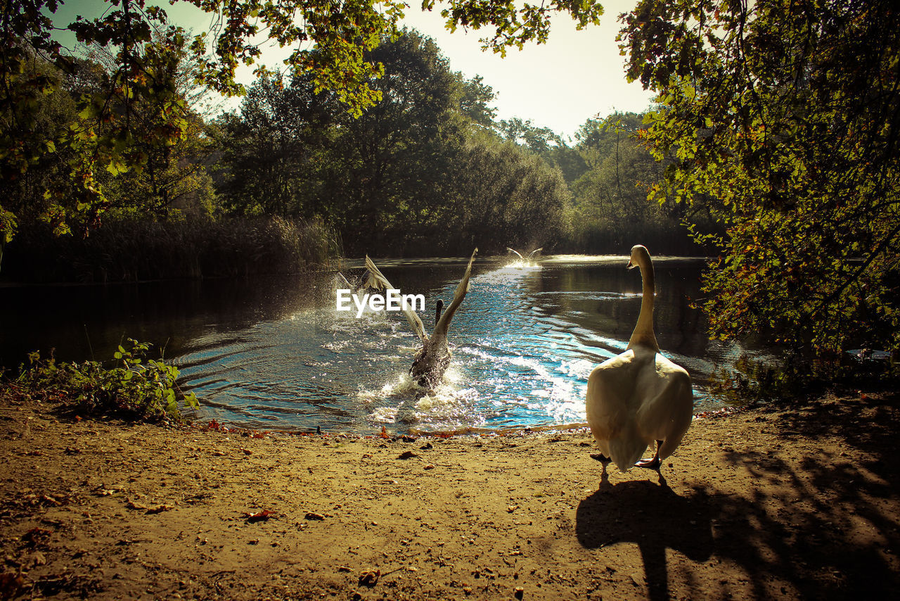 BIRDS IN LAKE AGAINST TREES