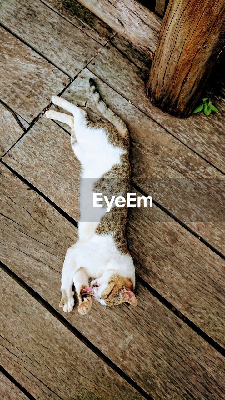 HIGH ANGLE VIEW OF CAT LYING ON HARDWOOD FLOOR