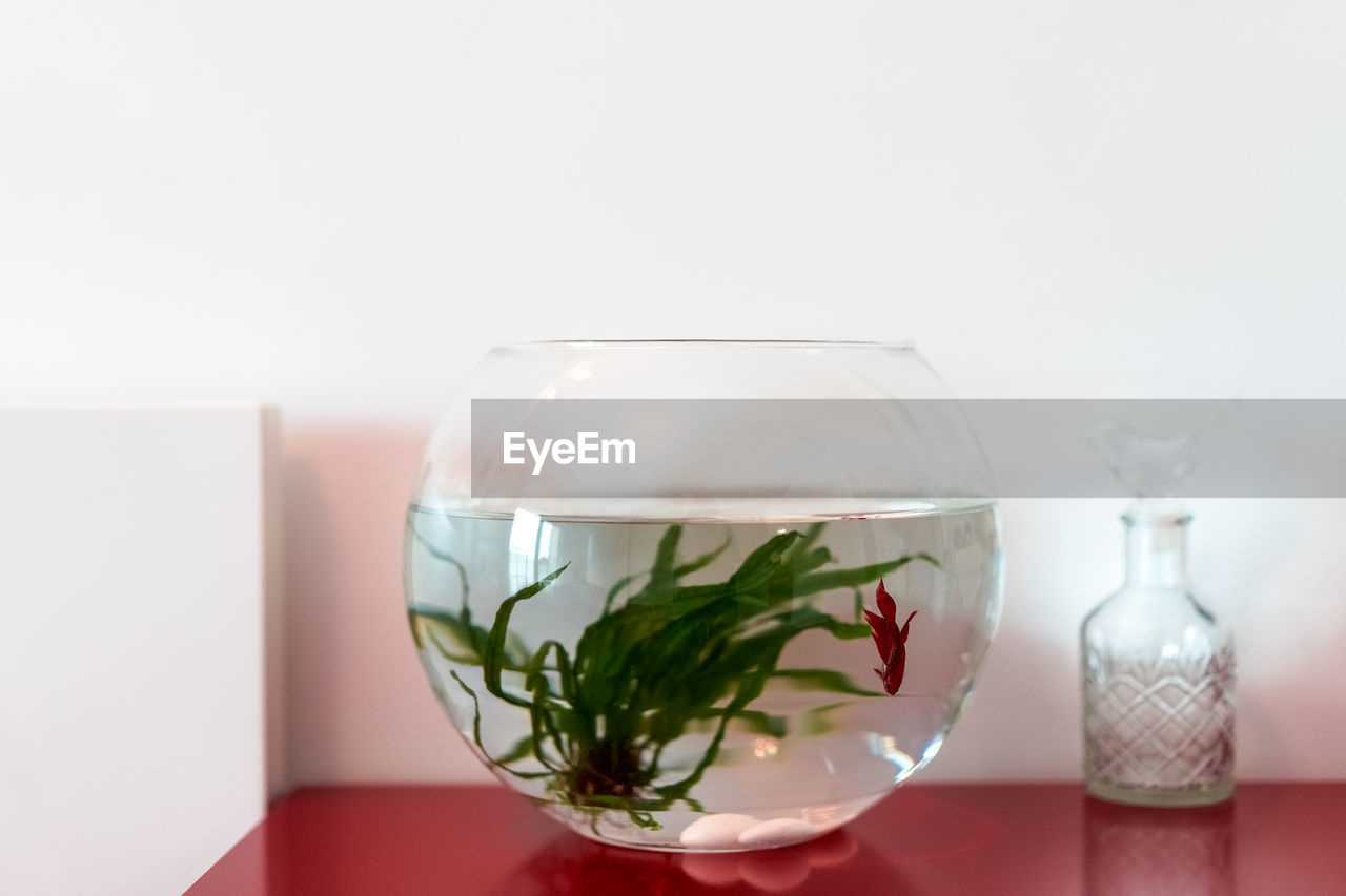 Close-up of fish in bowl on table against wall