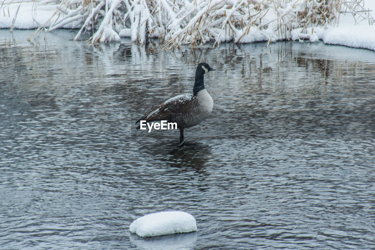 DUCK SWIMMING IN A LAKE