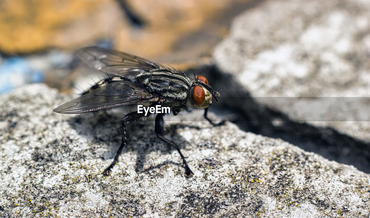 CLOSE-UP OF HOUSEFLY