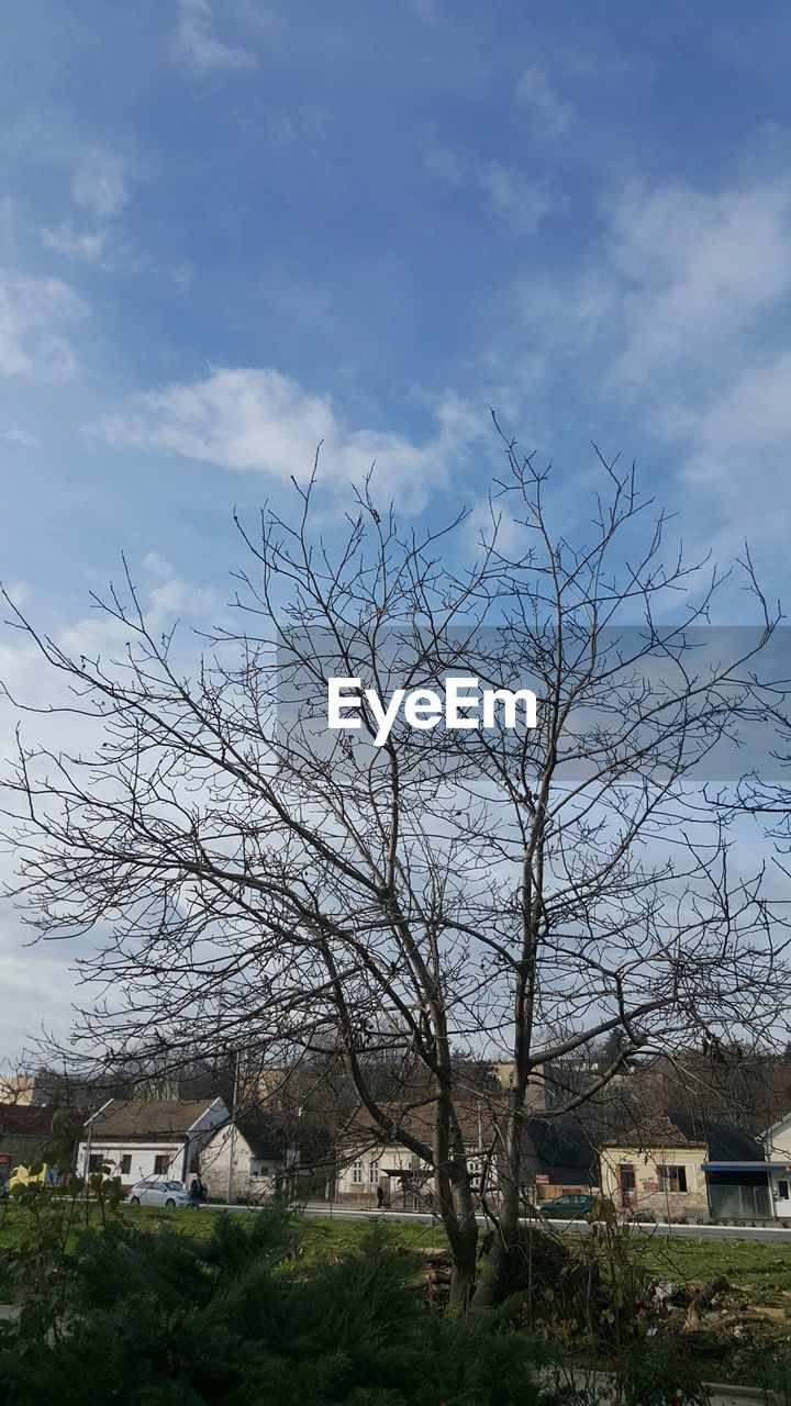 BARE TREES ON GRASSY FIELD AGAINST SKY