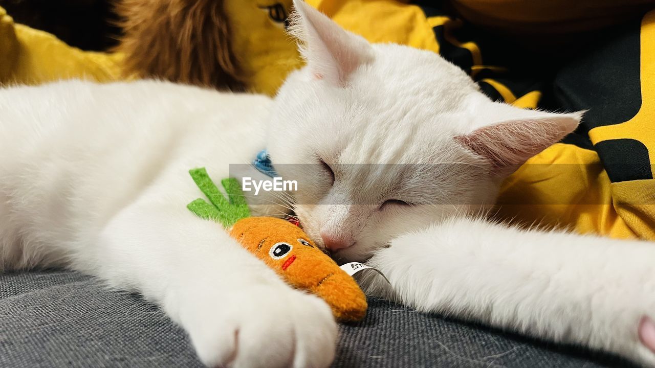 Close-up of white cat sleeping with toy carrot