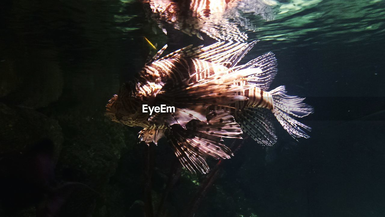 water, animals in the wild, animal themes, sea life, swimming, one animal, underwater, nature, no people, animal wildlife, undersea, day, outdoors, close-up, beauty in nature, aquarium