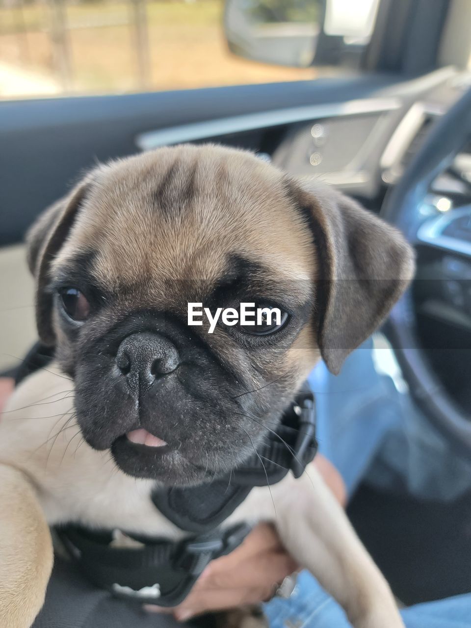 mammal, canine, pet, dog, domestic animals, one animal, animal themes, animal, pug, puppy, lap dog, indoors, animal body part, adult, close-up, one person, mode of transportation, focus on foreground, veterinarian, young animal