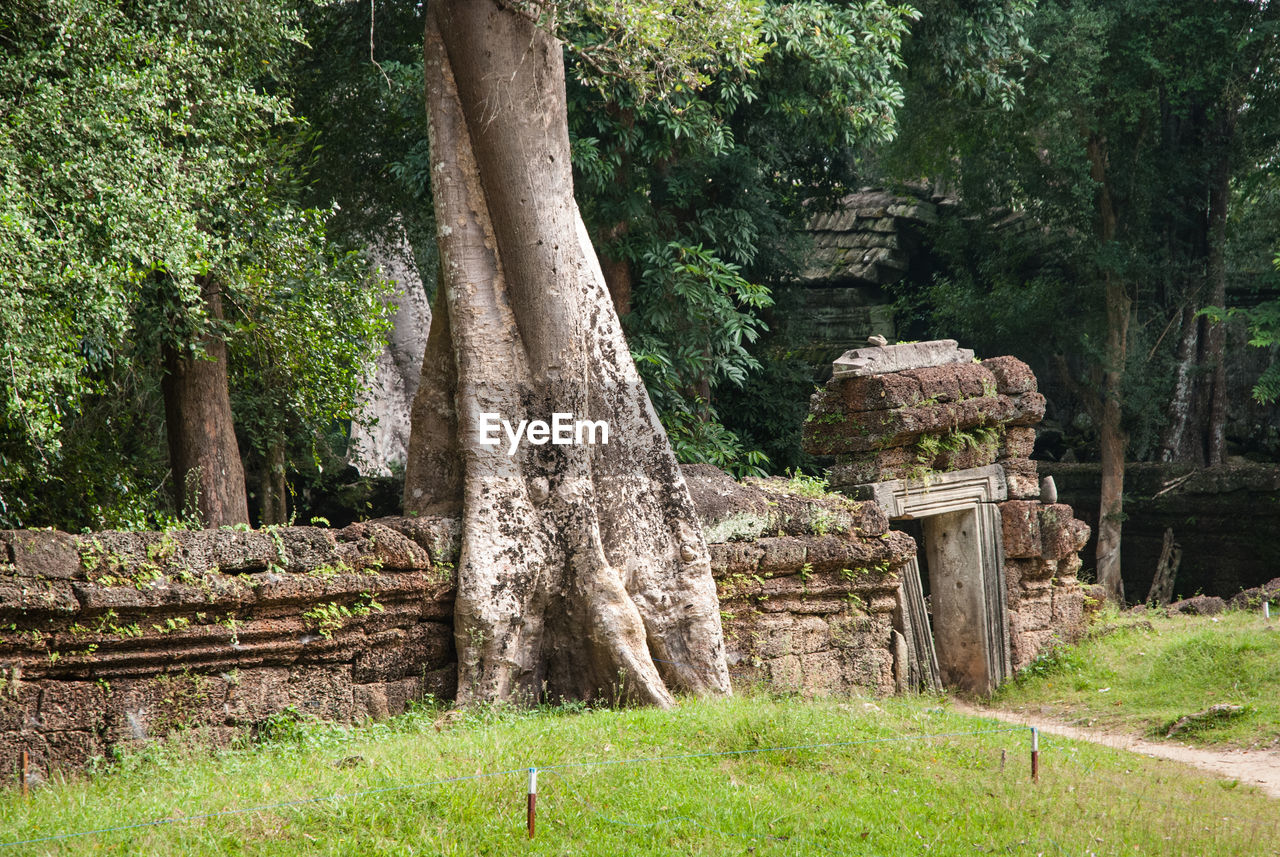 VIEW OF TREES IN PARK