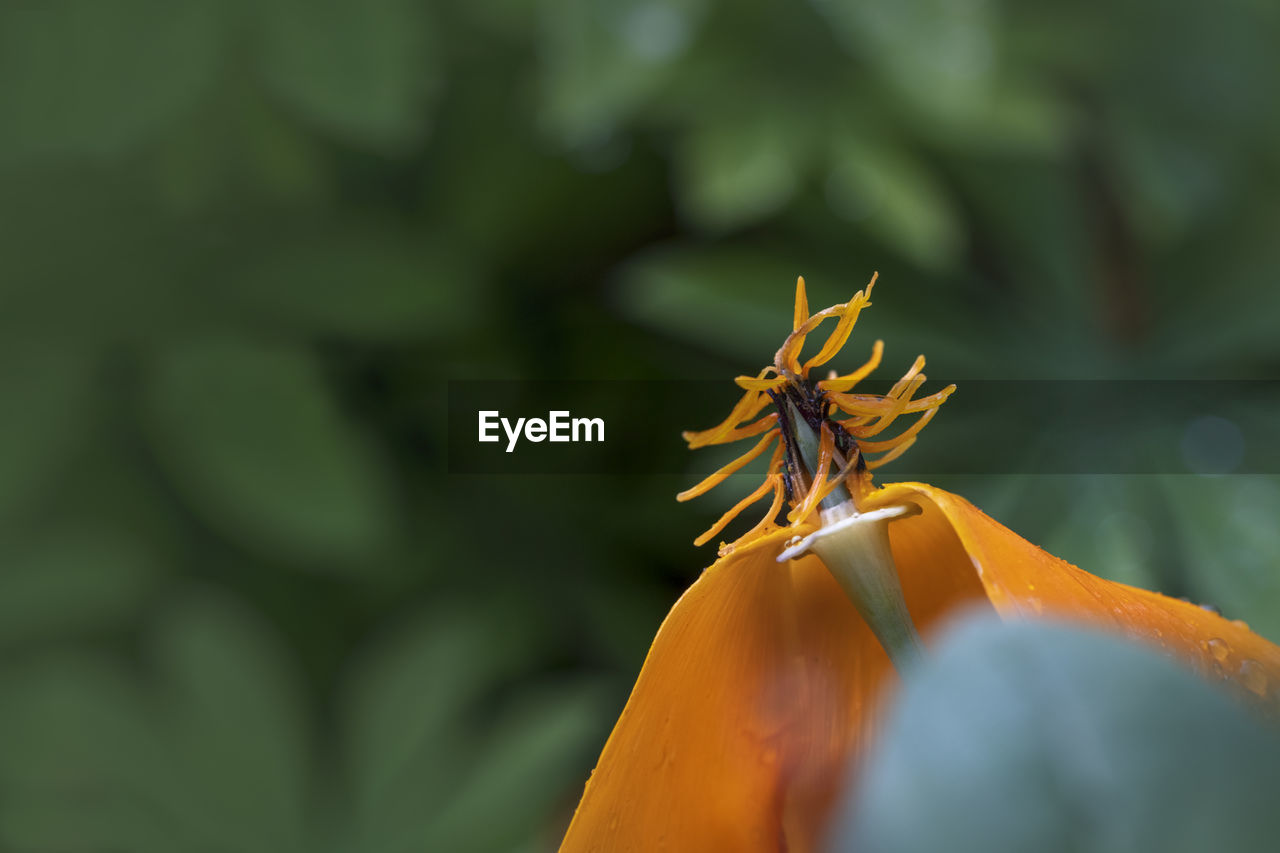 Close-up of insect on flower