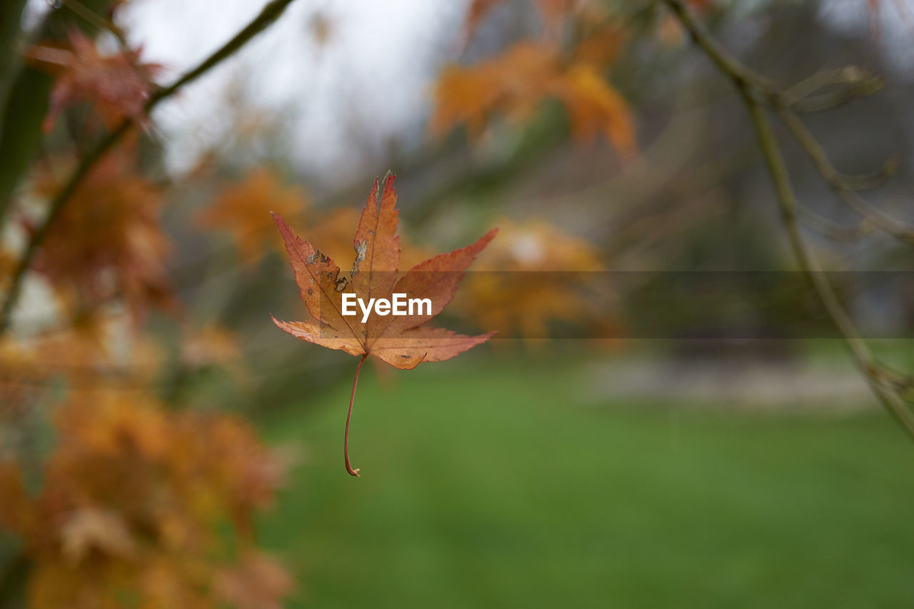 Close-up of maple leaf on branch