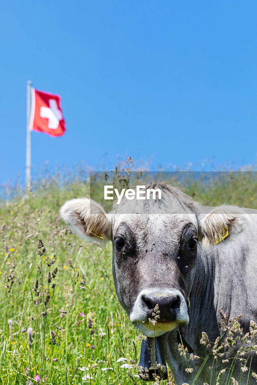 Portrait of cow on field