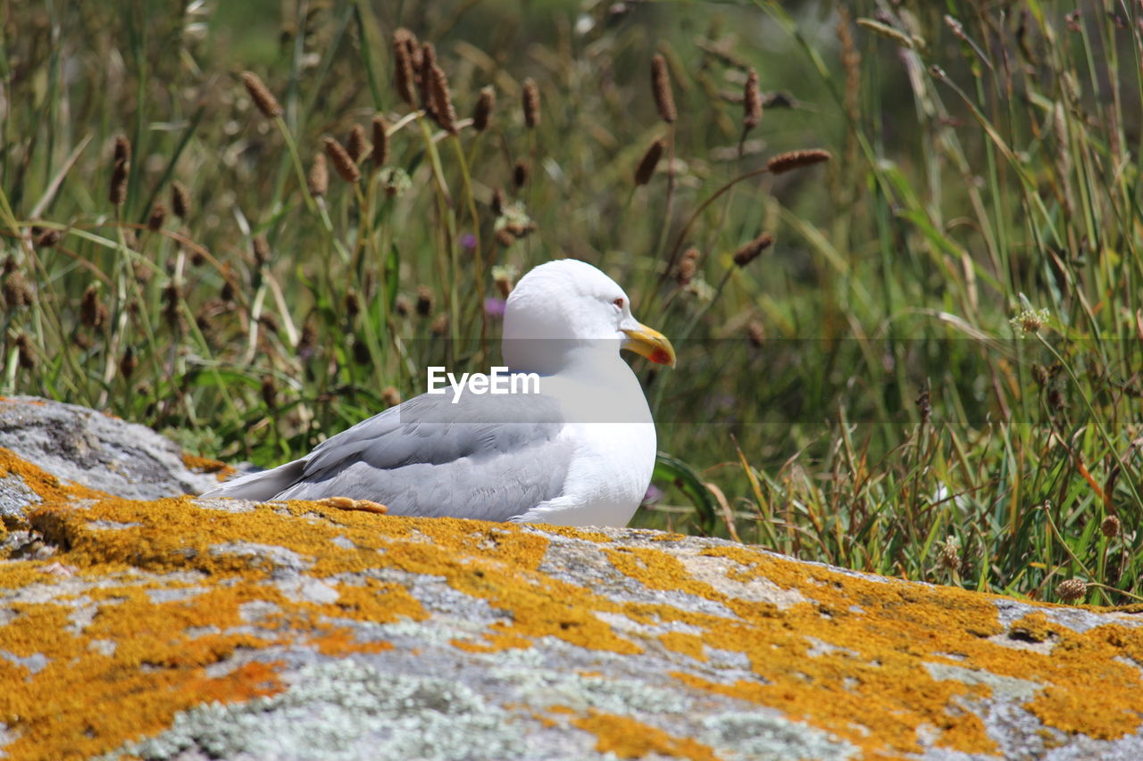 SEAGULL PERCHING ON A LAND