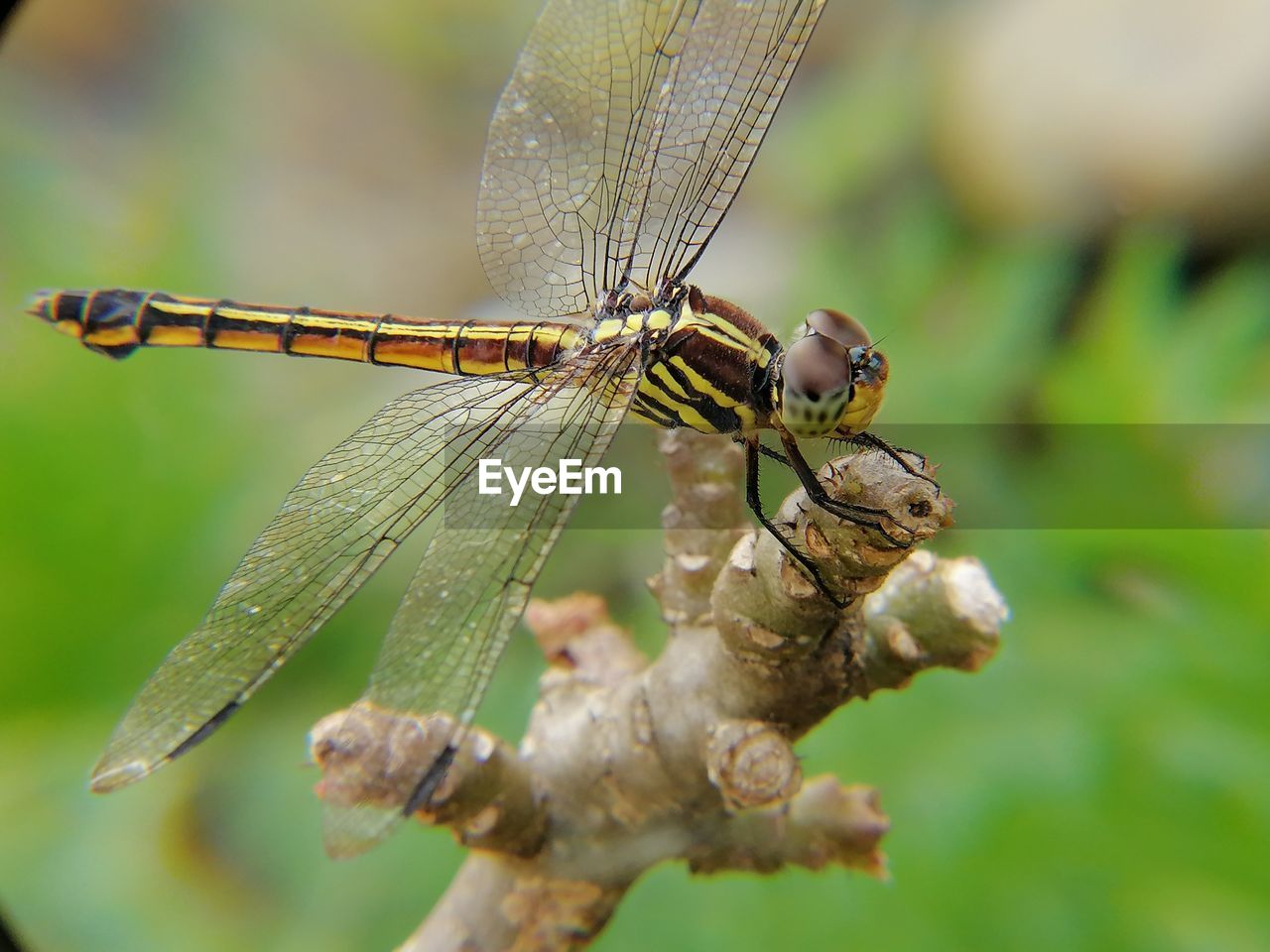 Close-up of dragonfly on plant