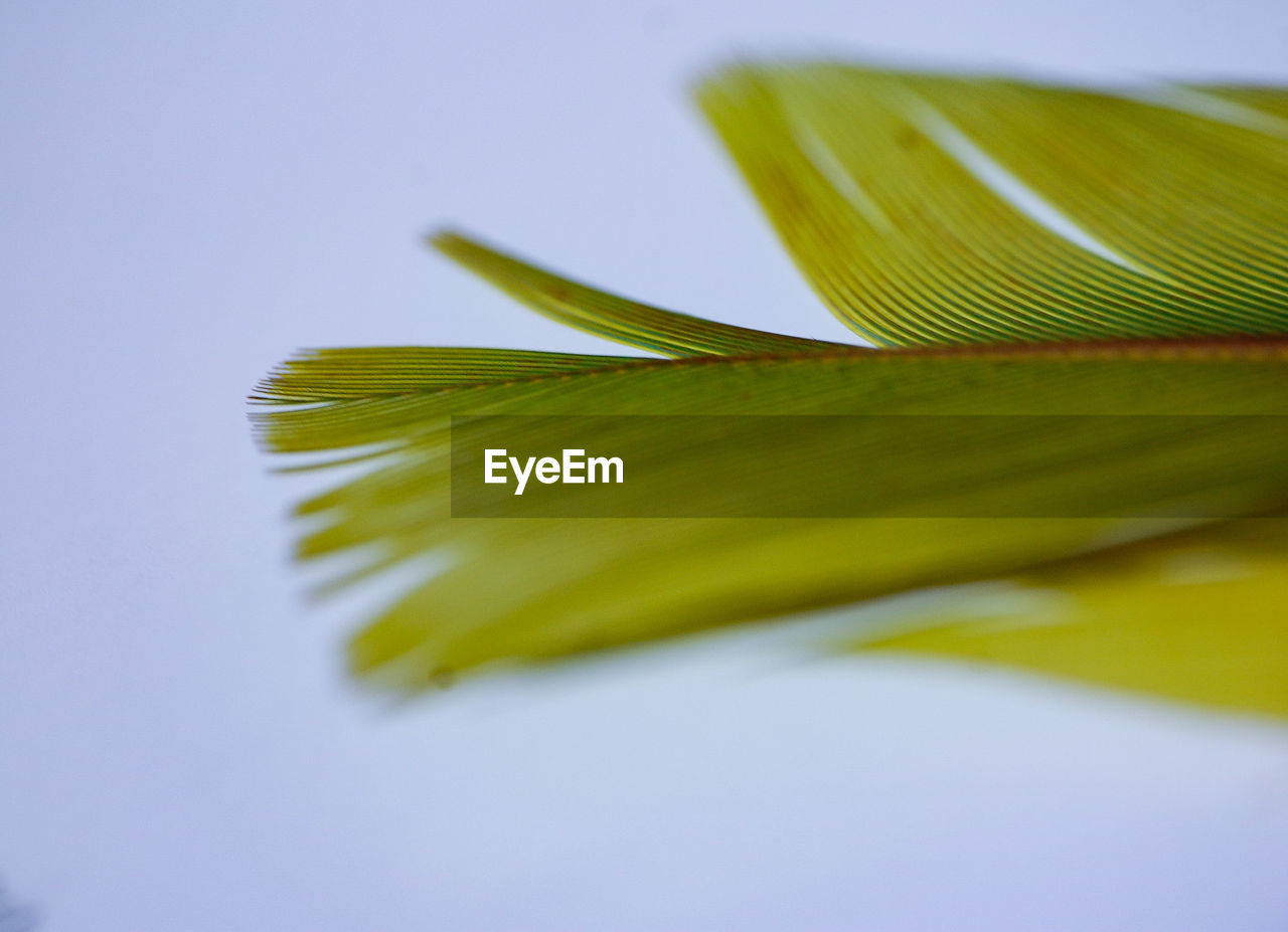 CLOSE-UP OF FRESH GREEN LEAVES
