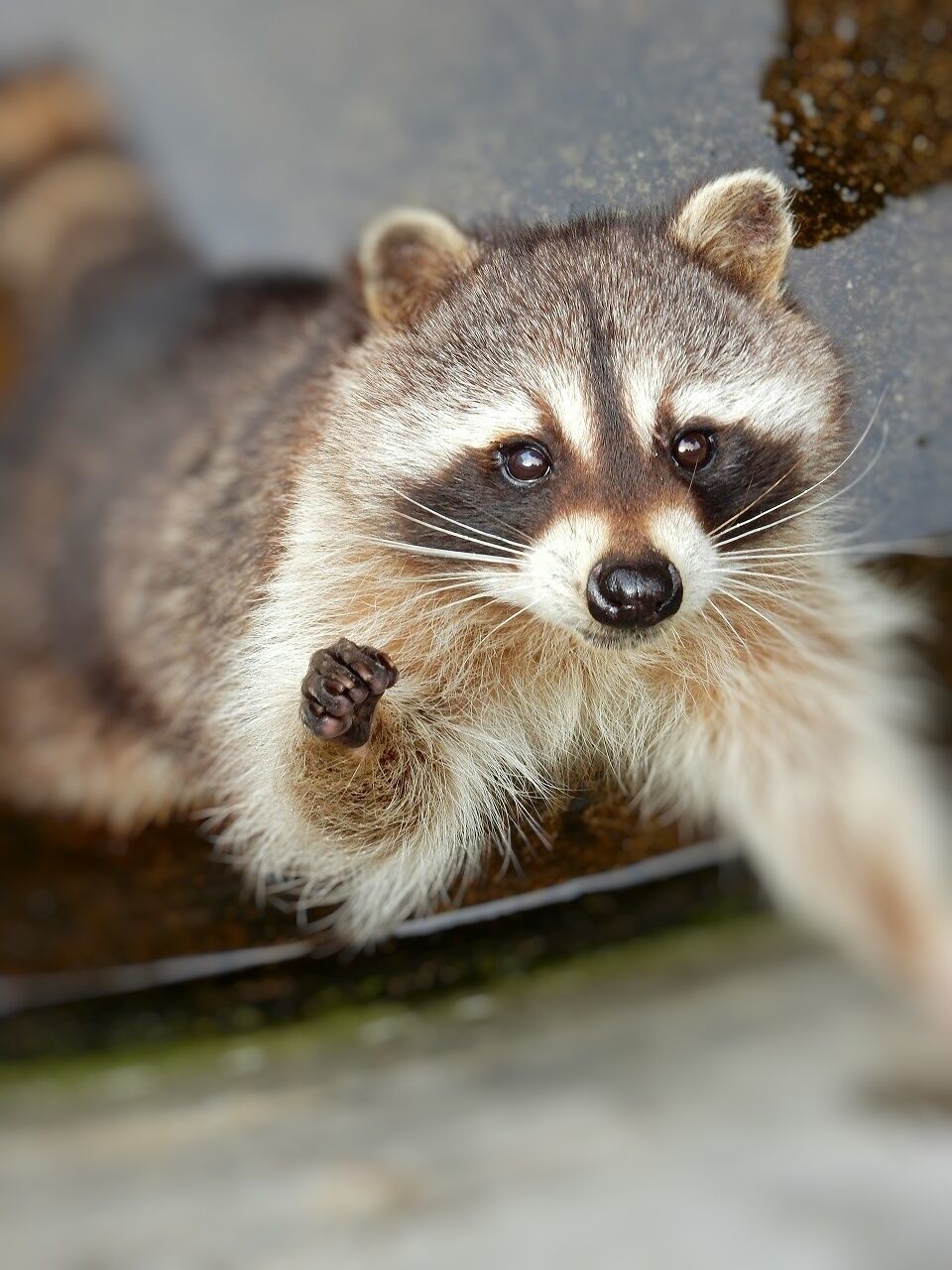 Portrait of raccoon in pond