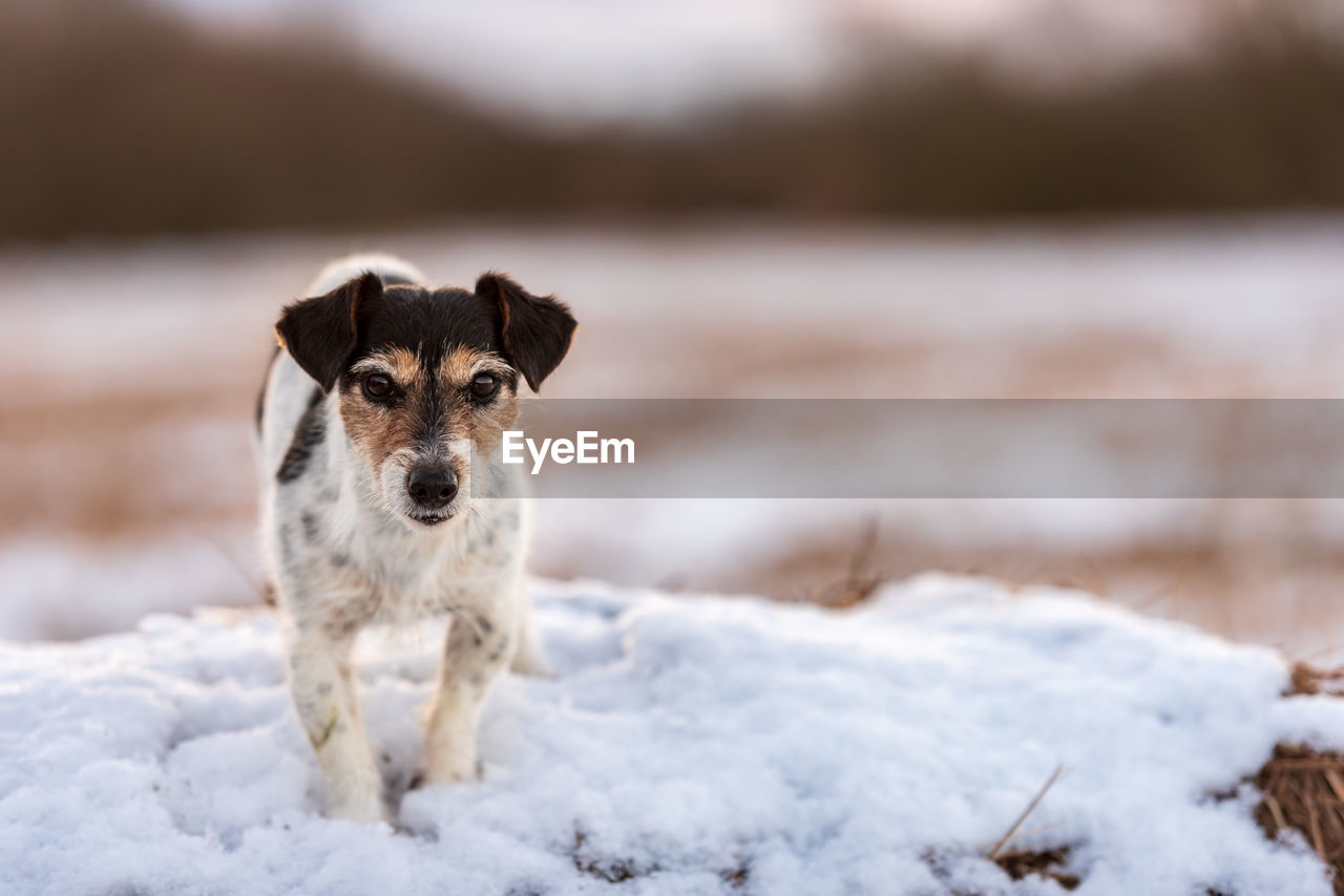 PORTRAIT OF DOG IN SNOW