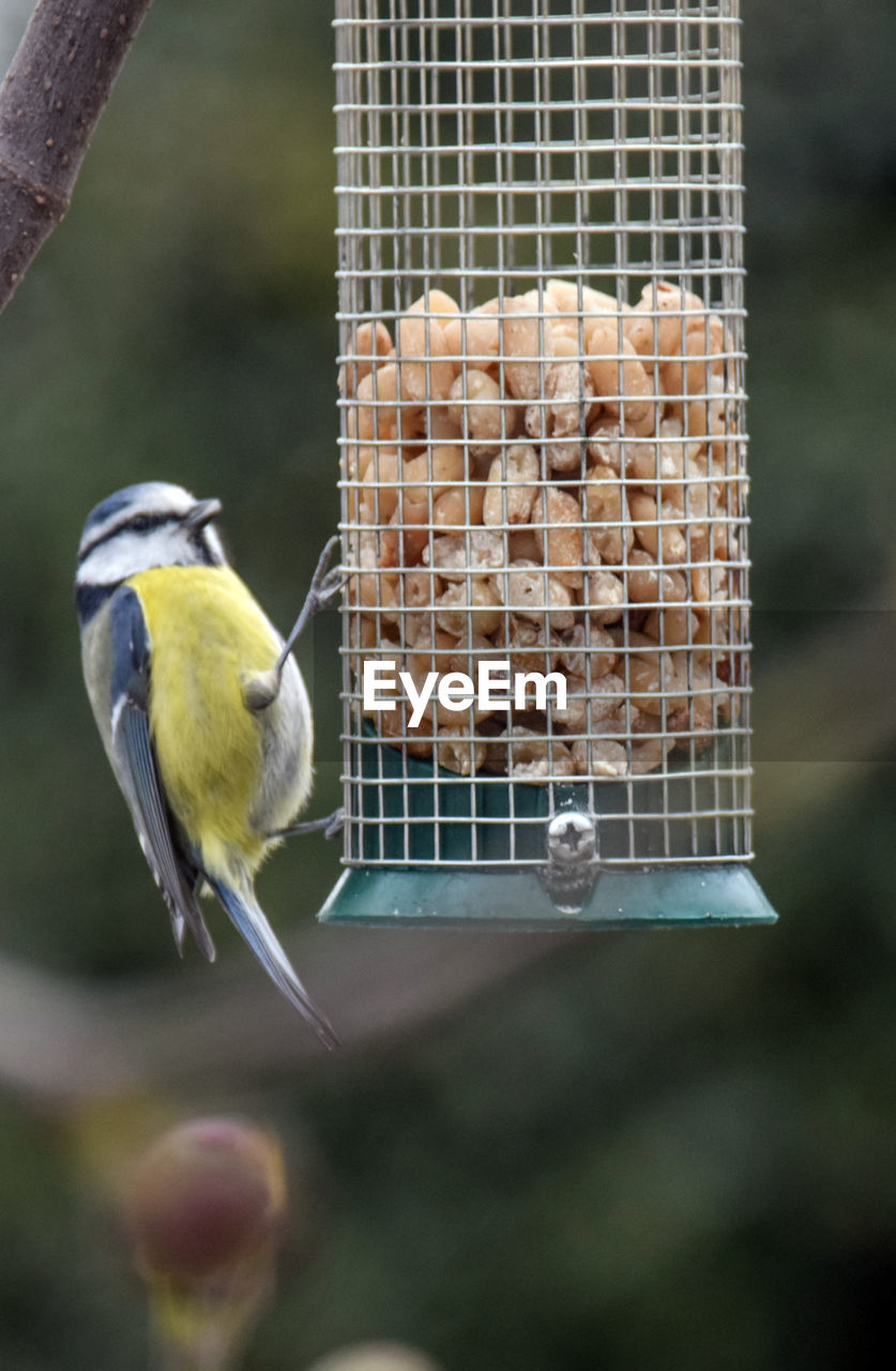 animal themes, animal, bird, animal wildlife, one animal, wildlife, bird feeder, food, focus on foreground, no people, food and drink, perching, eating, nature, branch, close-up, outdoors