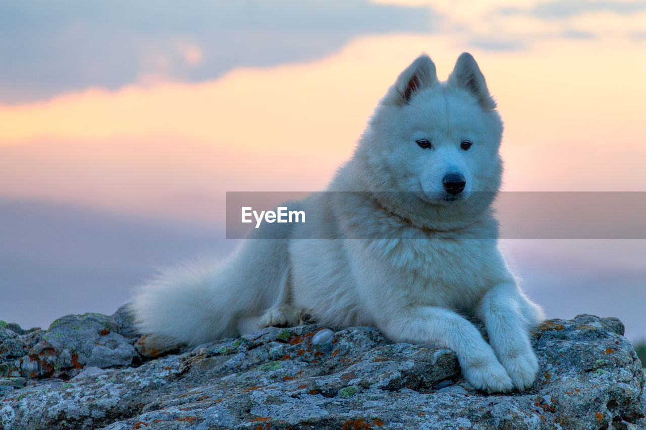 CLOSE-UP OF DOG ON BEACH DURING SUNSET