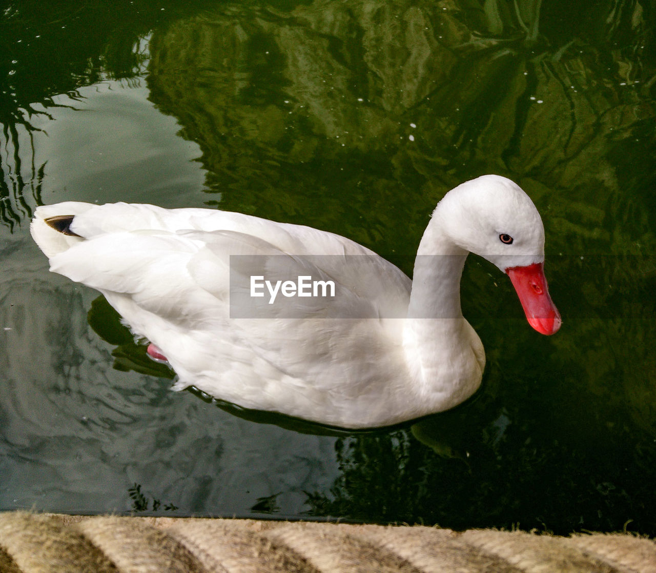 SWAN SWIMMING IN LAKE