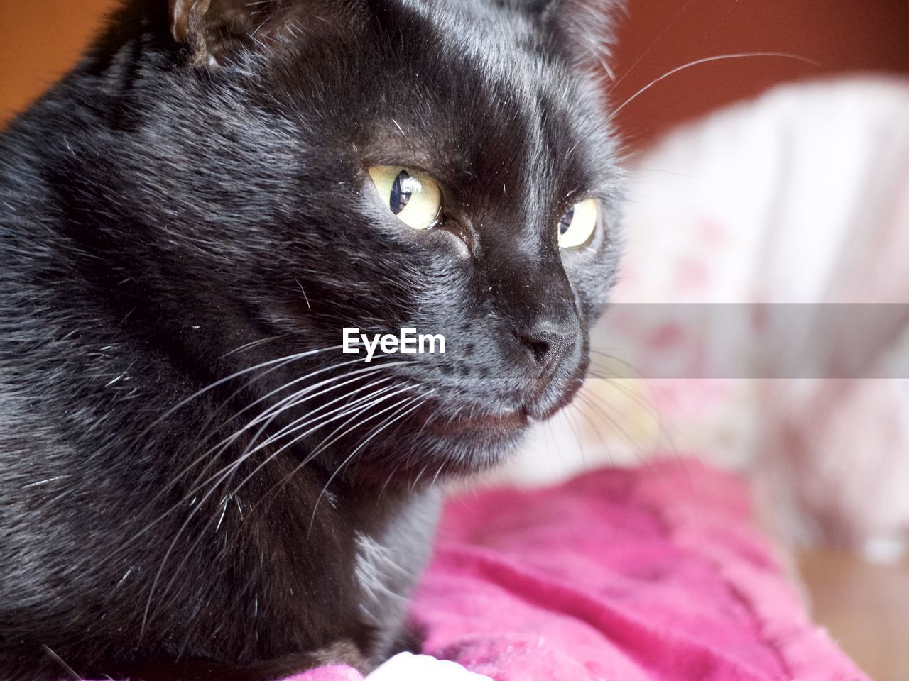 Close-up portrait of cat