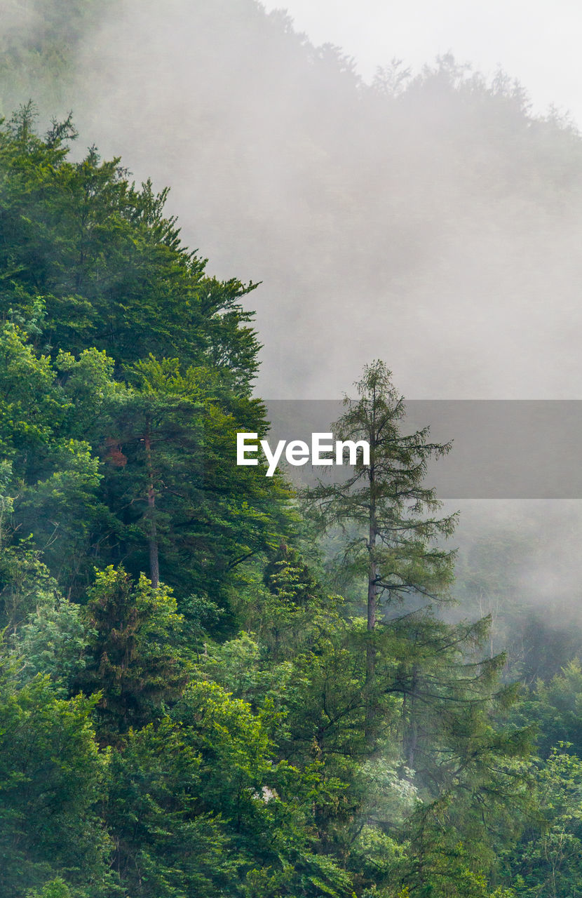 TREES AND PLANTS GROWING AGAINST SKY