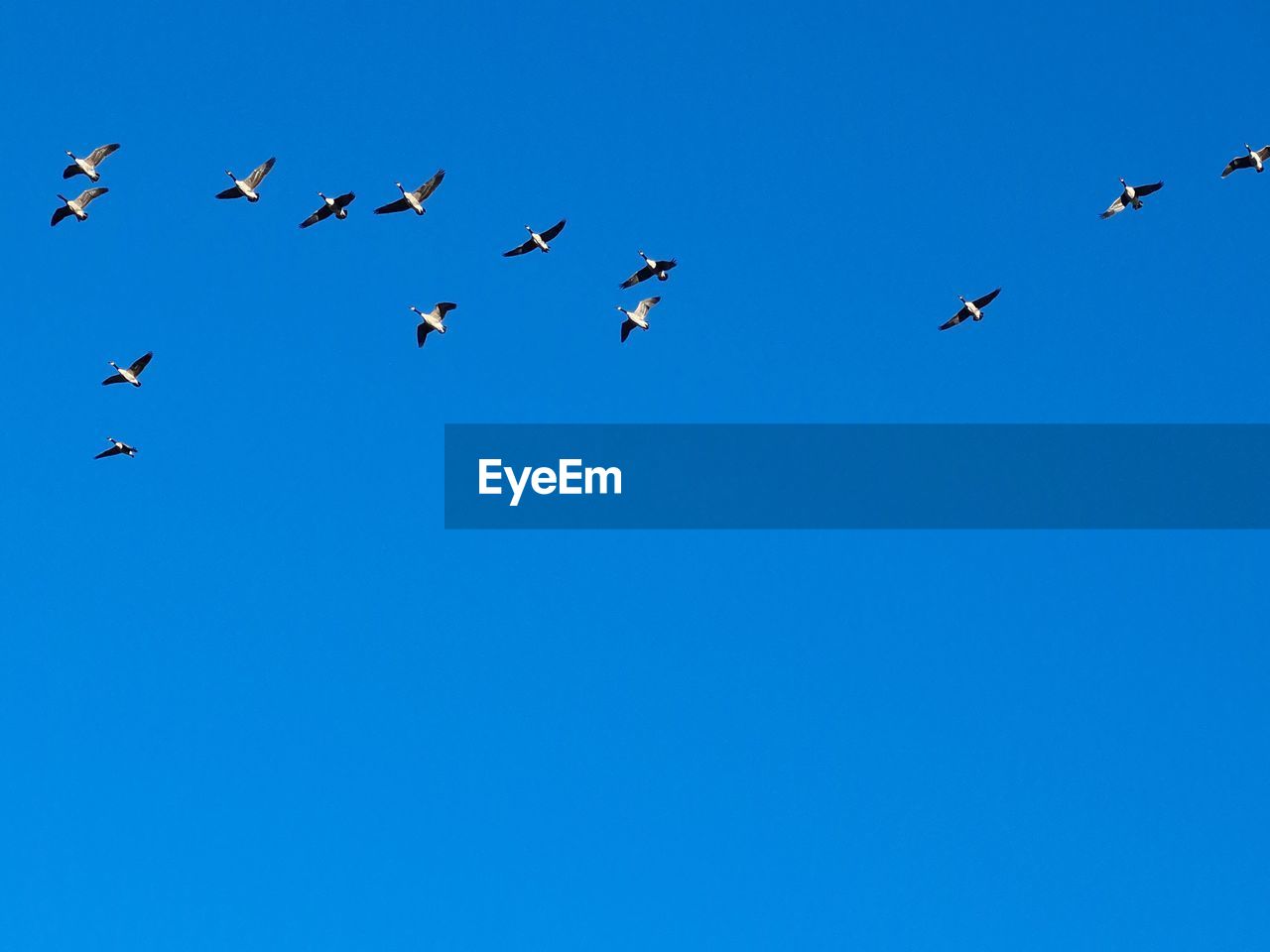 LOW ANGLE VIEW OF BIRDS FLYING AGAINST BLUE SKY