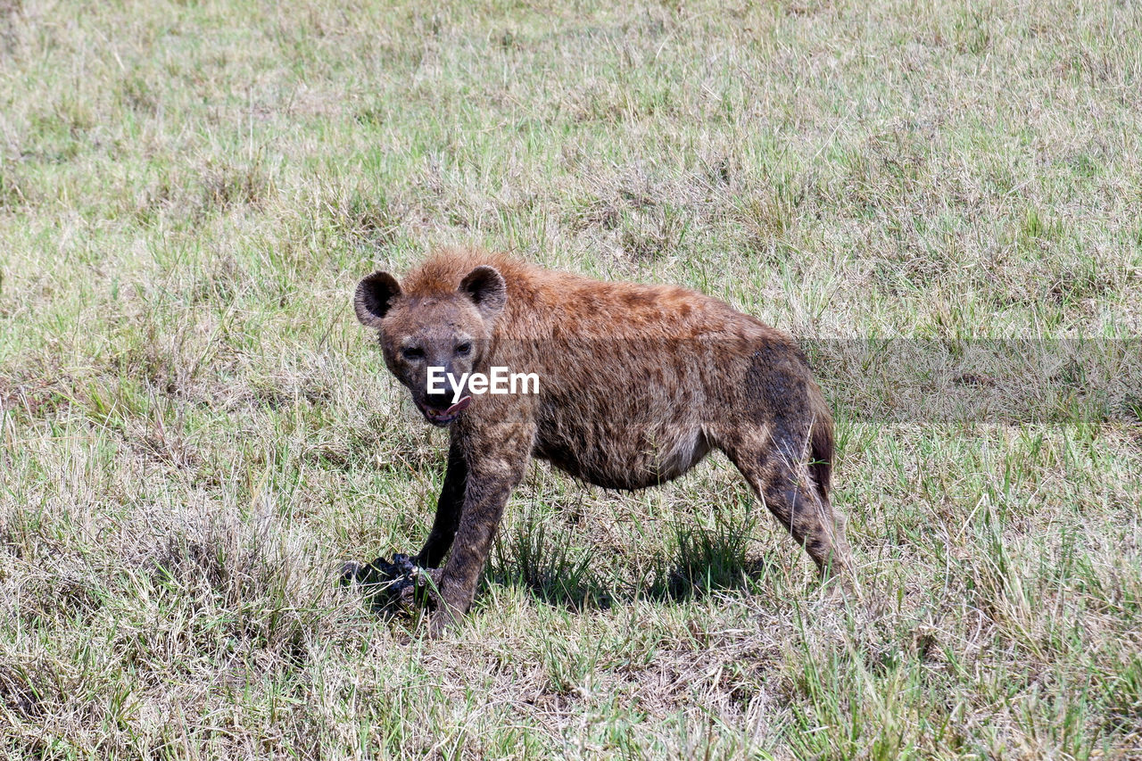 Spotted hyena guards its snack in the maasai mara, kenya