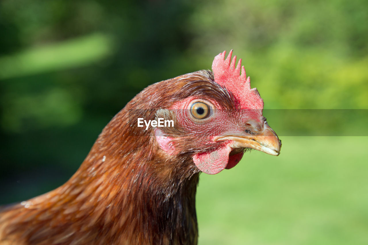 CLOSE-UP OF ROOSTER LOOKING AWAY