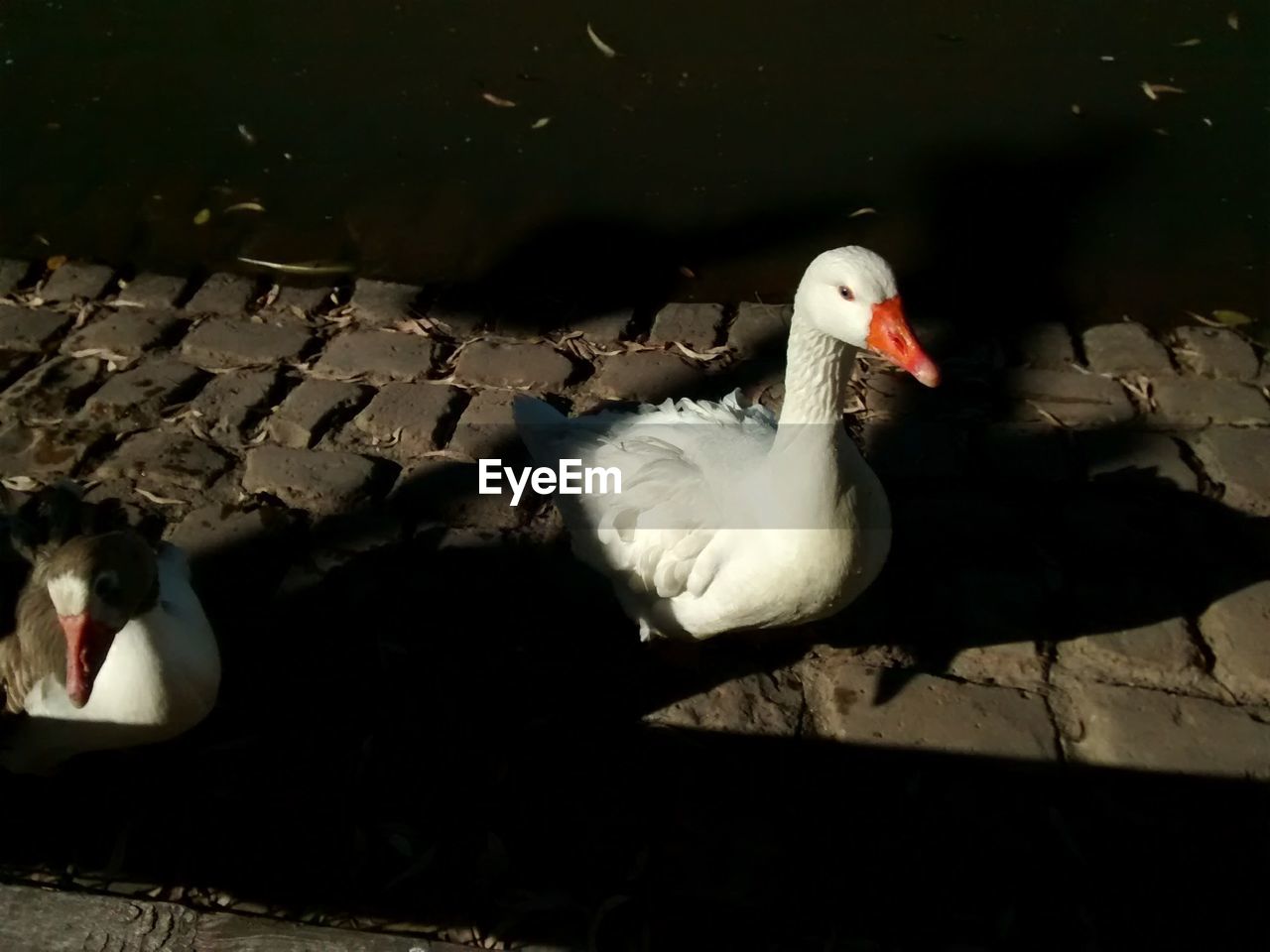 DUCK SWIMMING IN LAKE