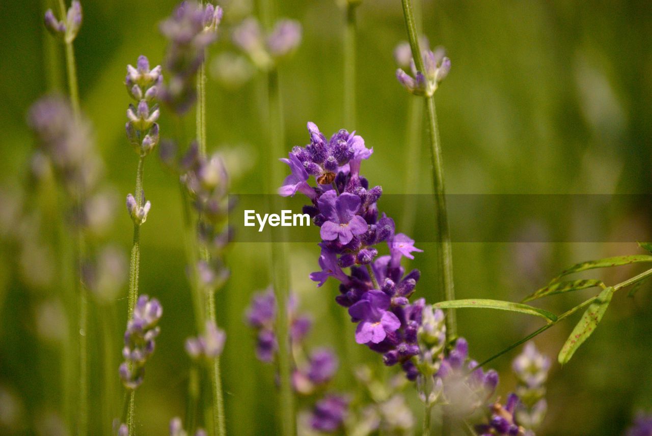 CLOSE-UP OF PURPLE LAVENDER FLOWERS