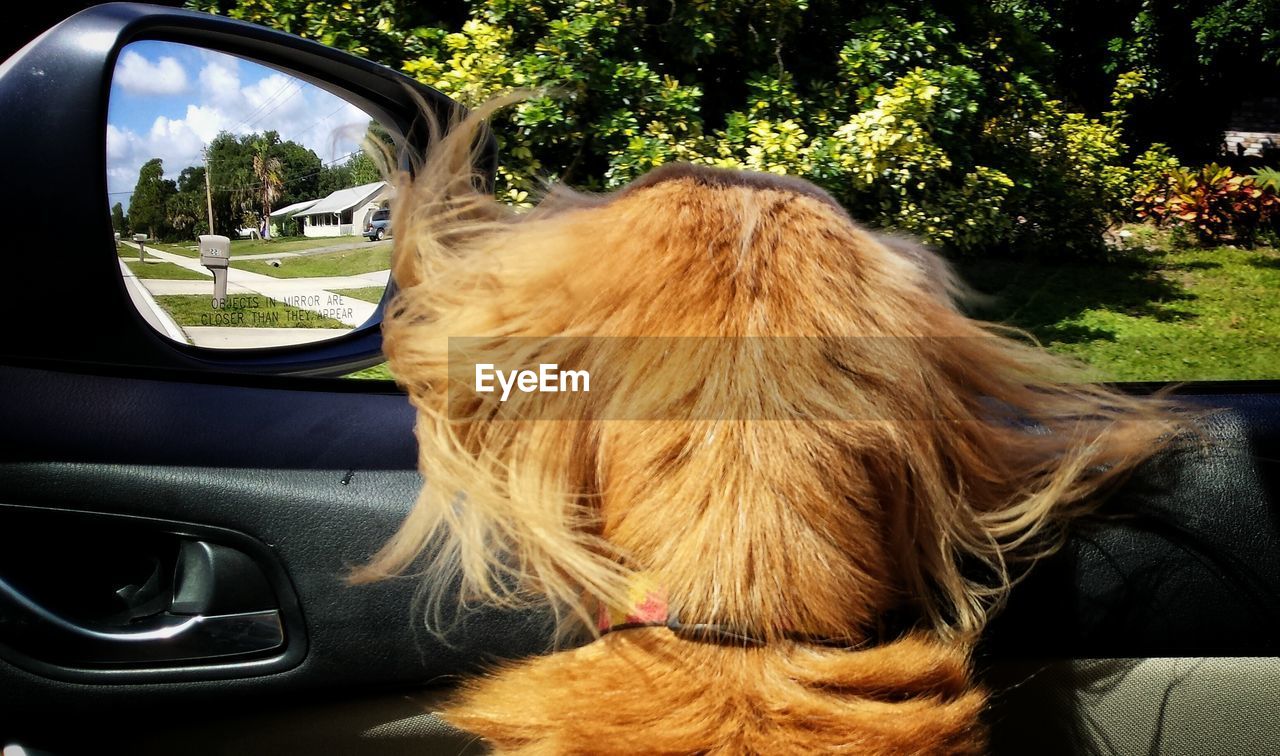 Dog looking through car window