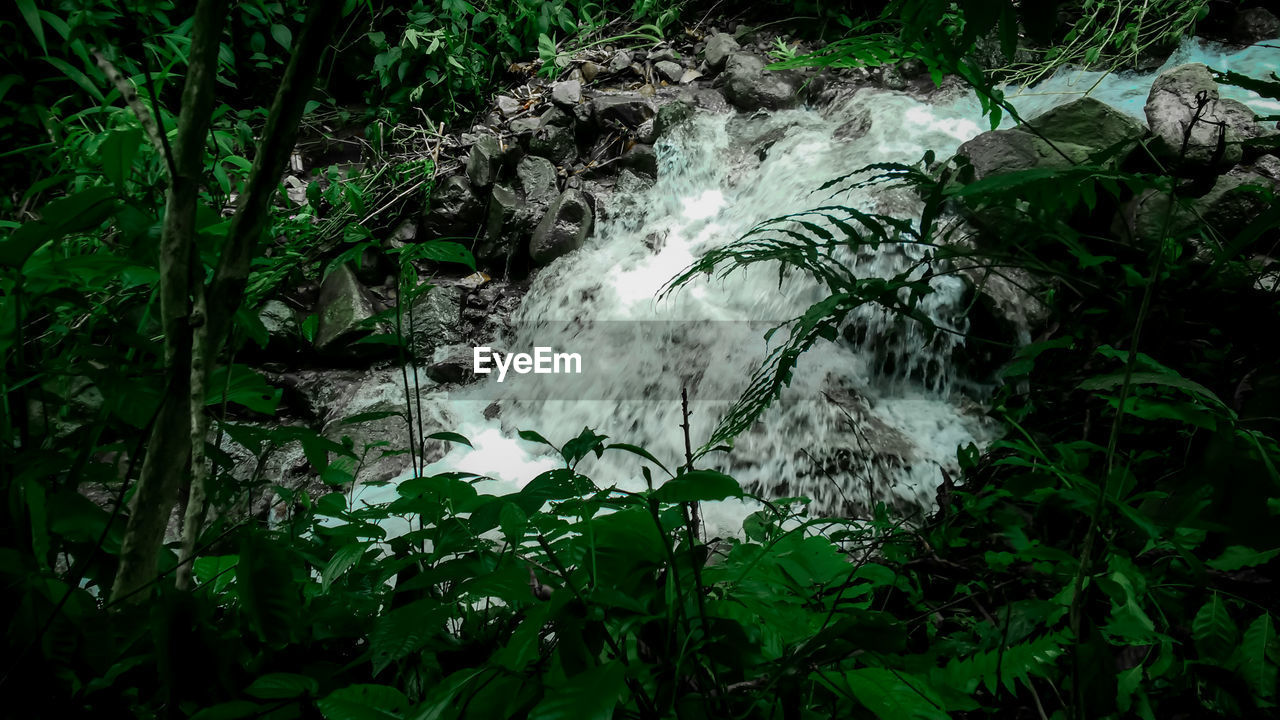 SCENIC VIEW OF WATER FLOWING IN FOREST