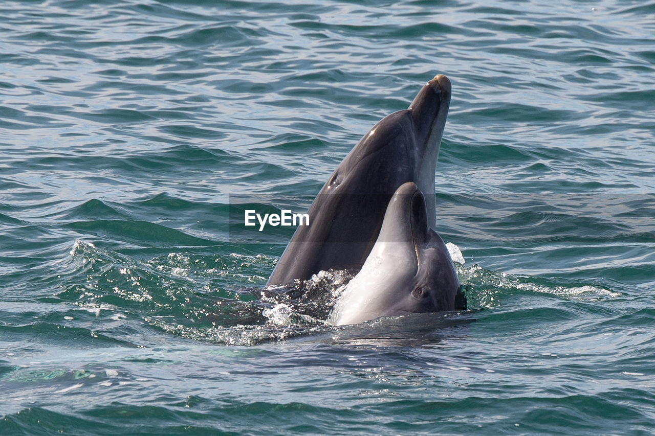 View of dolphins até wild swimming in sea