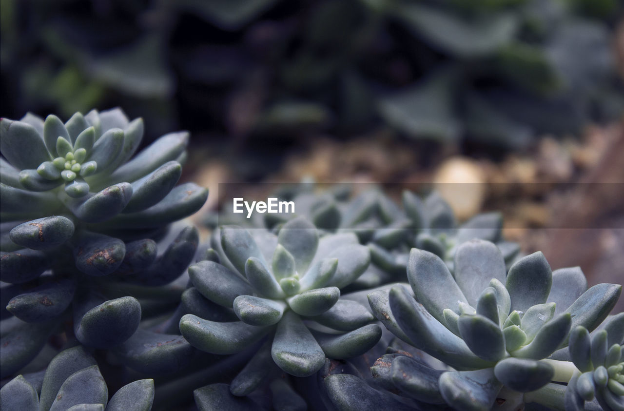 Close-up of succulent plant