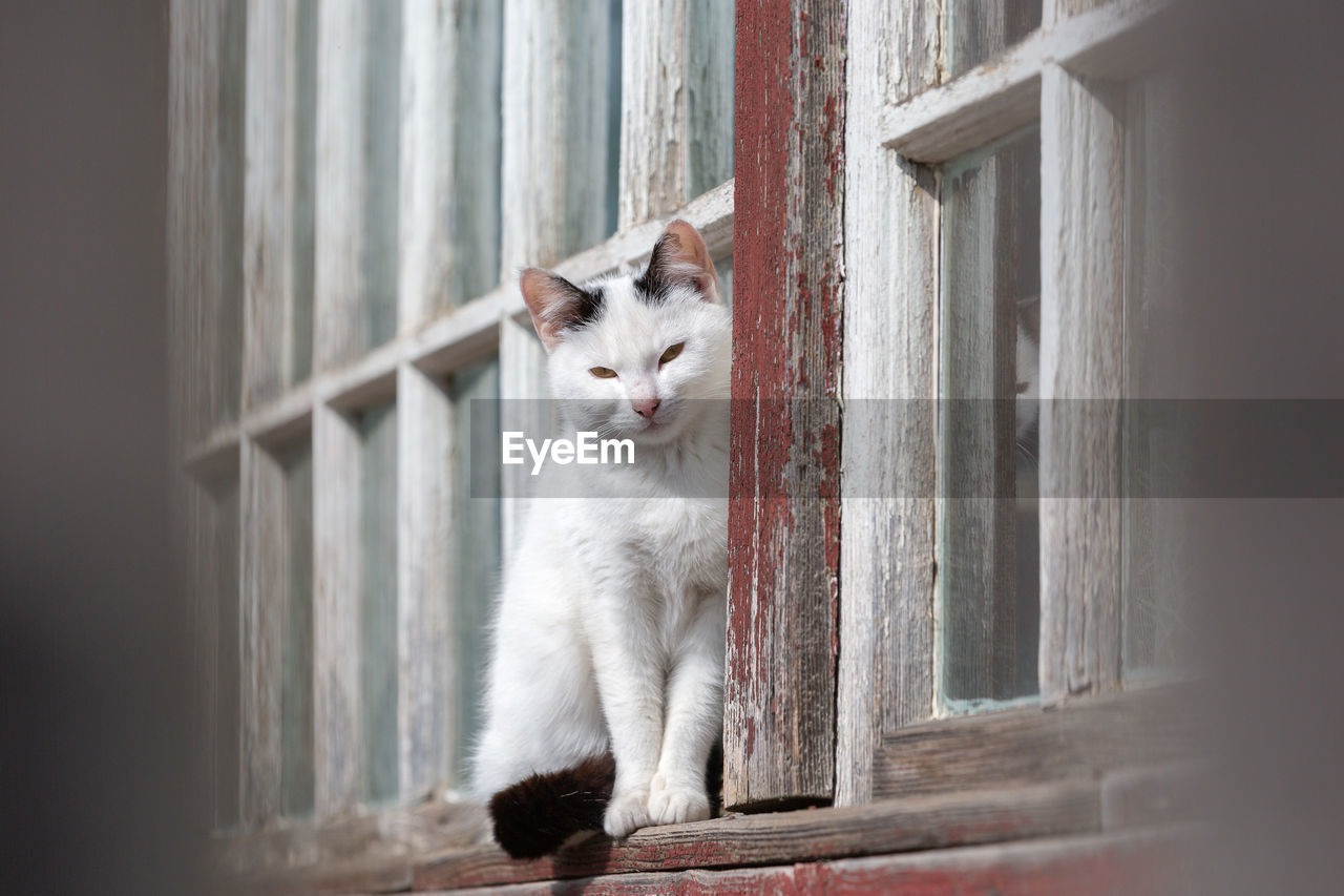 Cat resting at window