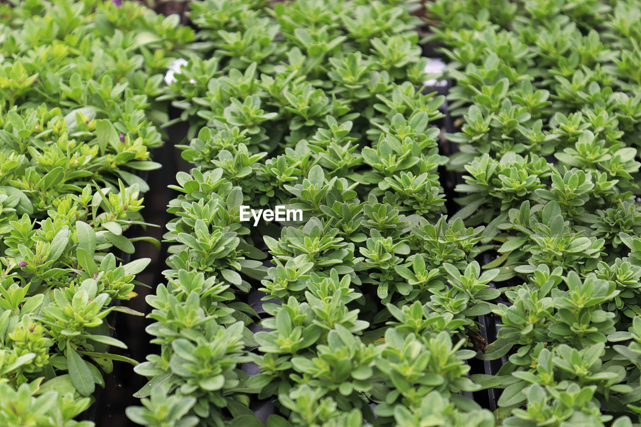 Rows of million bells plants growing in seedling trays.