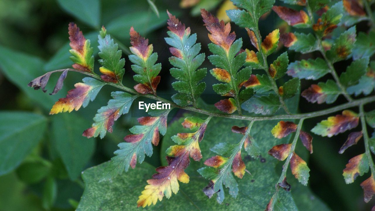 Close-up tree branch in autumn