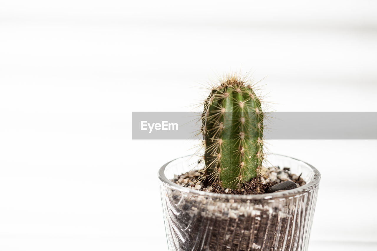 Close-up of cactus plant in pot