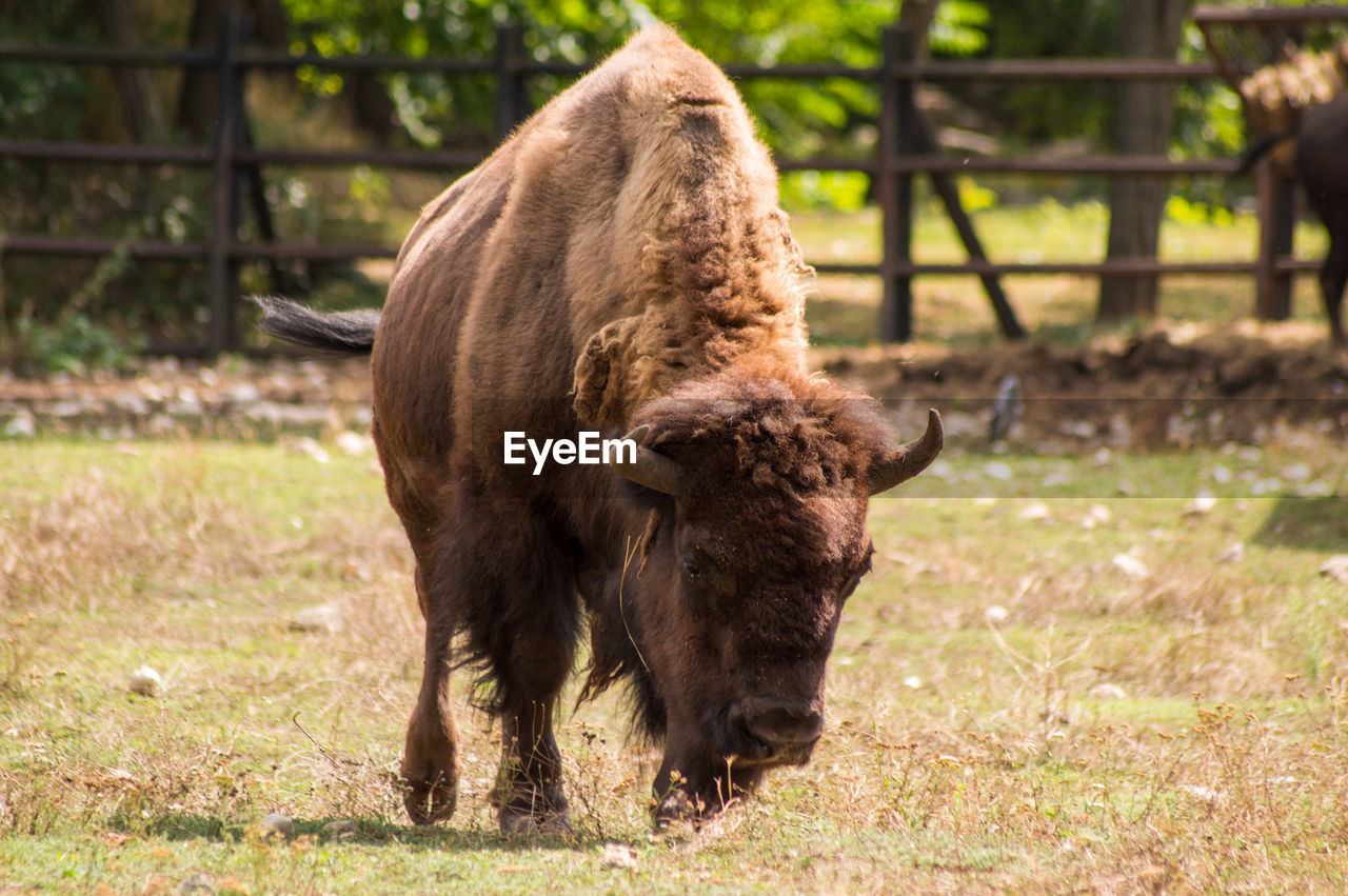 animal themes, animal, mammal, bison, animal wildlife, livestock, cattle, domestic animals, wildlife, american bison, horned, pasture, grazing, one animal, nature, no people, grass, land, agriculture, brown, field, plant, standing, bull, outdoors, landscape, animal hair, pet, day, environment, herbivorous