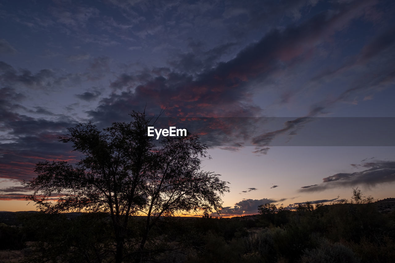 SILHOUETTE TREES ON LANDSCAPE AGAINST SKY DURING SUNSET