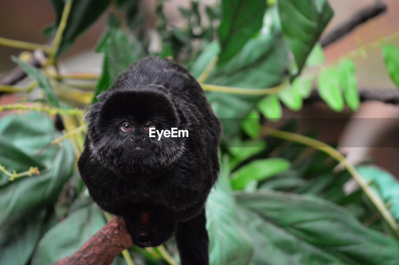 CLOSE-UP PORTRAIT OF A MONKEY ON PLANT