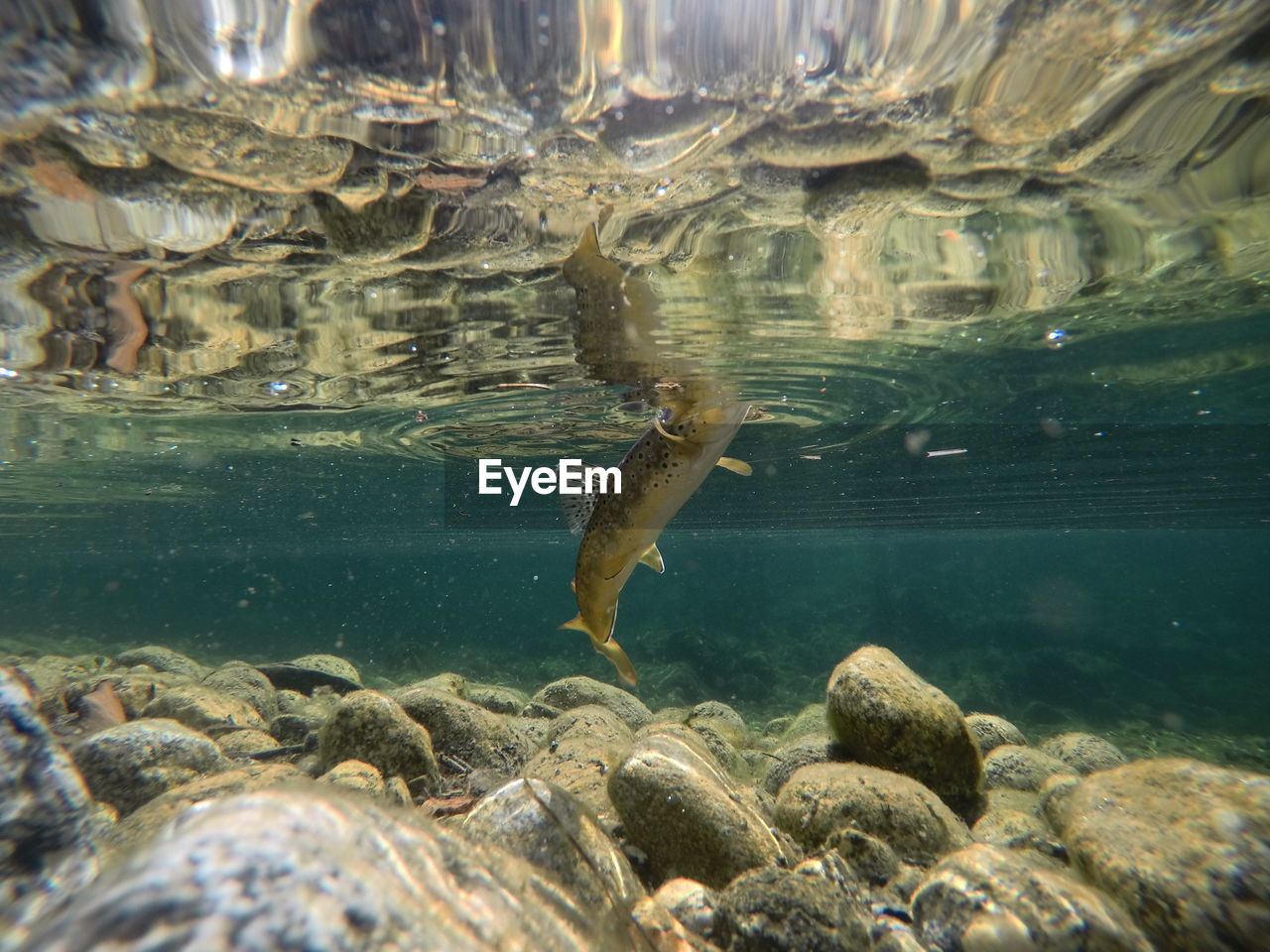 CLOSE-UP OF FISH SWIMMING IN WATER