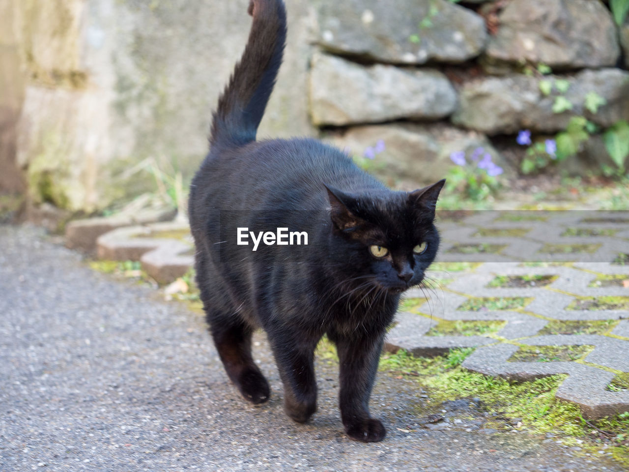 PORTRAIT OF BLACK CAT ON COBBLESTONE STREET