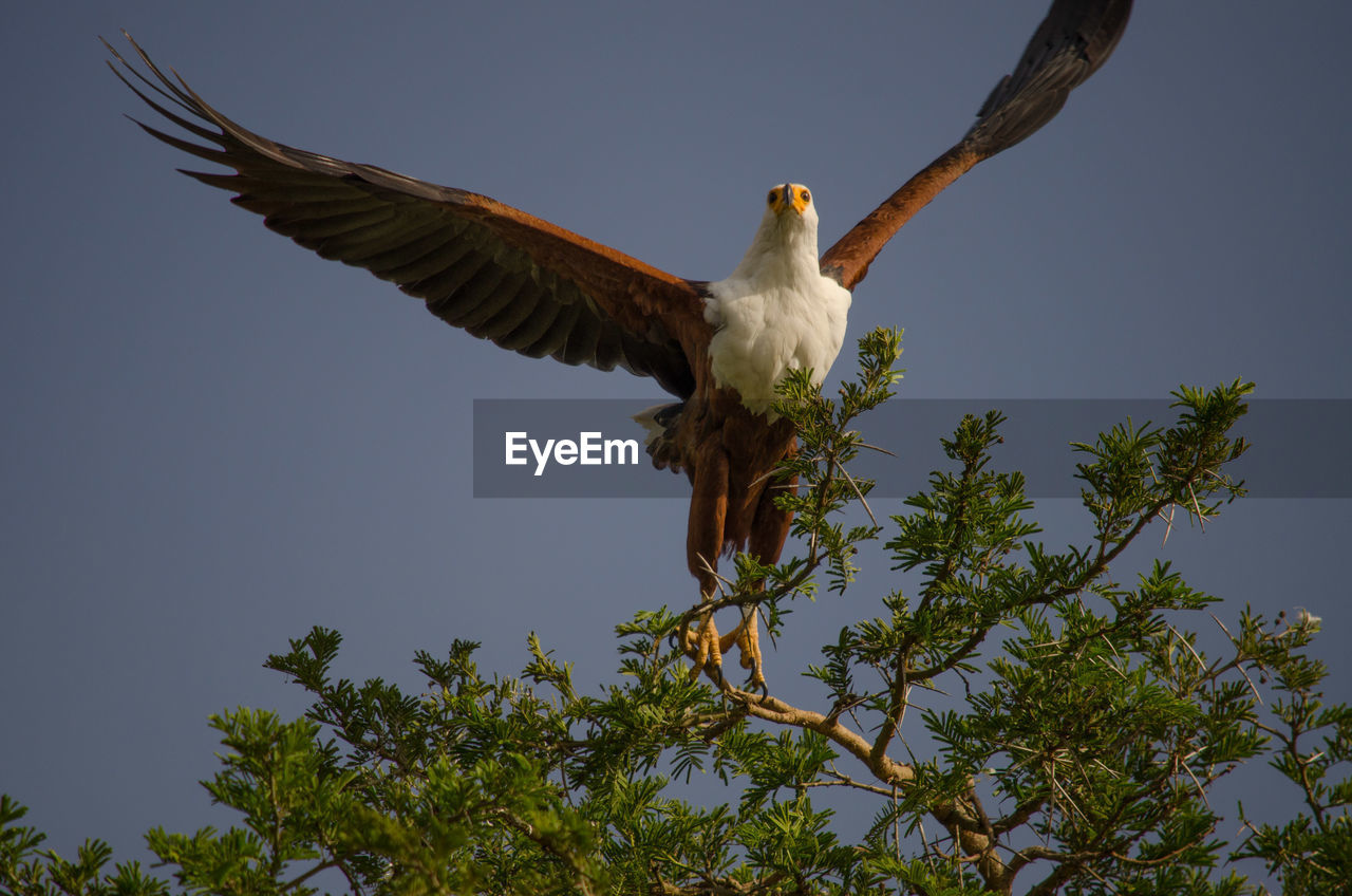 Low angle view of bird flying against sky