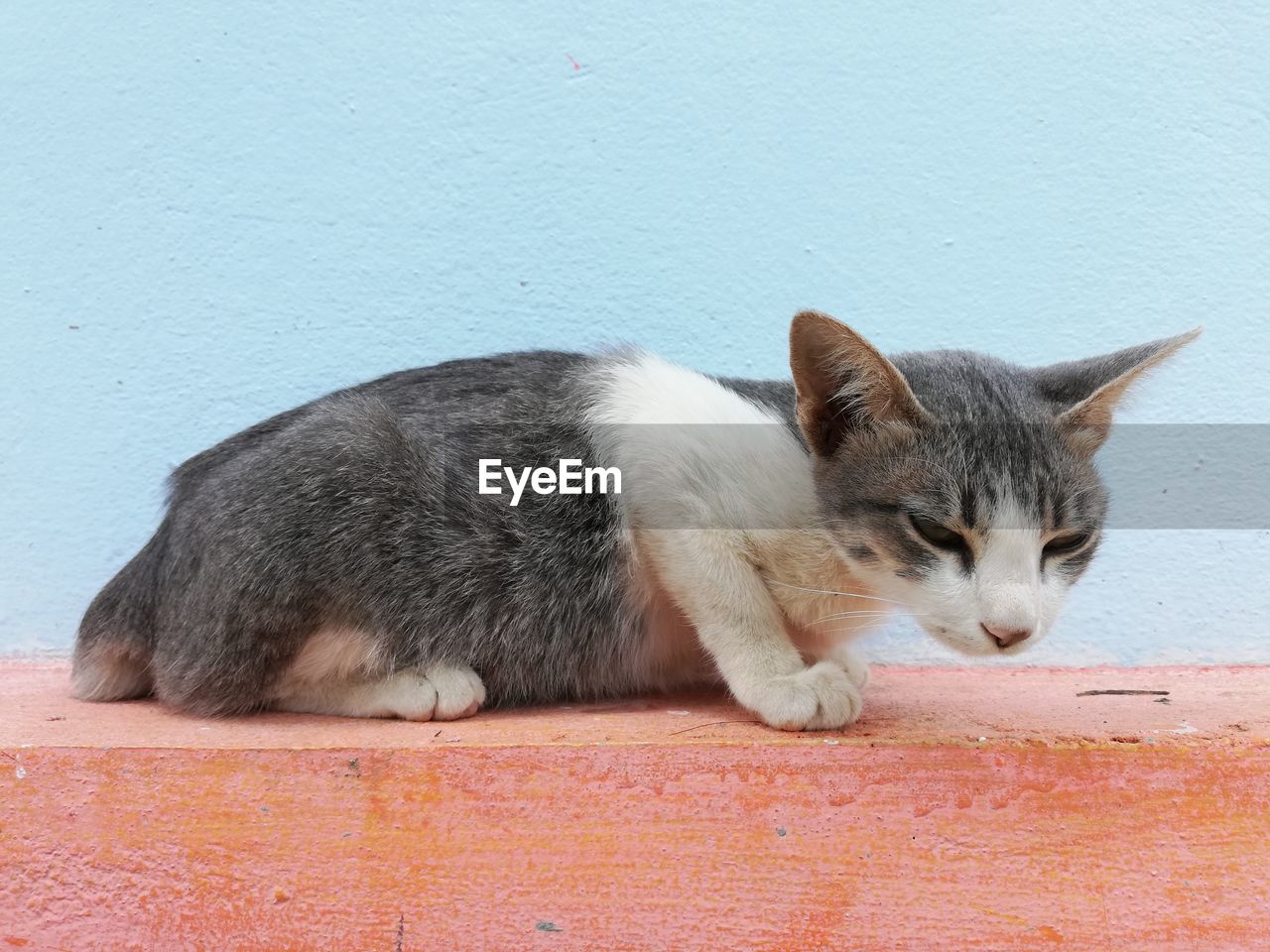 CLOSE-UP OF A CAT EATING